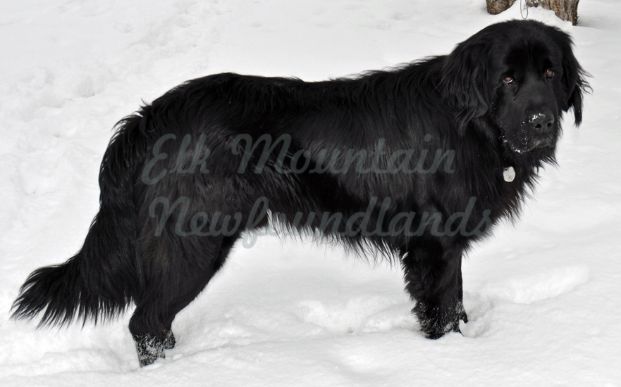 Photo: Newfoundland male Zeb1