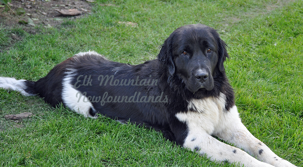 Photo: Newfoundland Sonnet pic 3