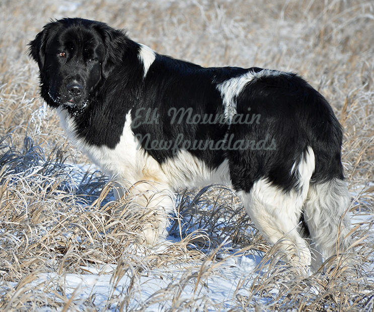 Photo: Newfoundland Sonnet pic 5