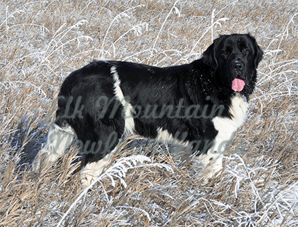 Photo: Newfoundland Sonnet pic 6