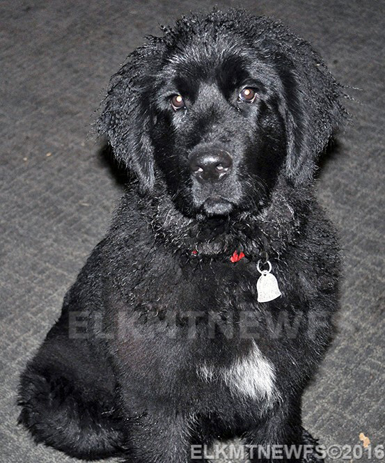 Photo: Newfoundland Zeb pic 2