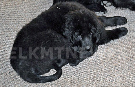 Photo: Newfoundland Zeb pic 5
