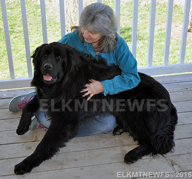 Photo: Newfoundland Zeb pic 6