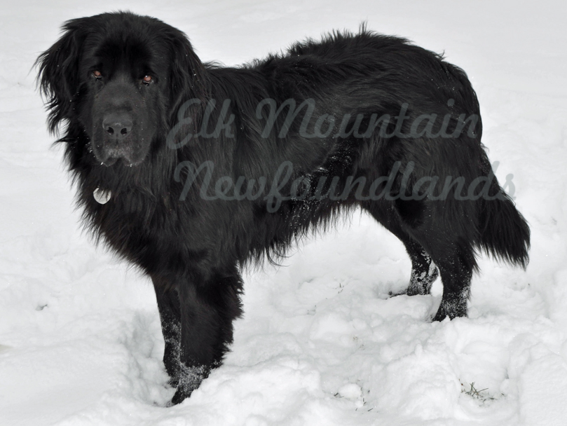 Photo: Newfoundland Zeb pic 7