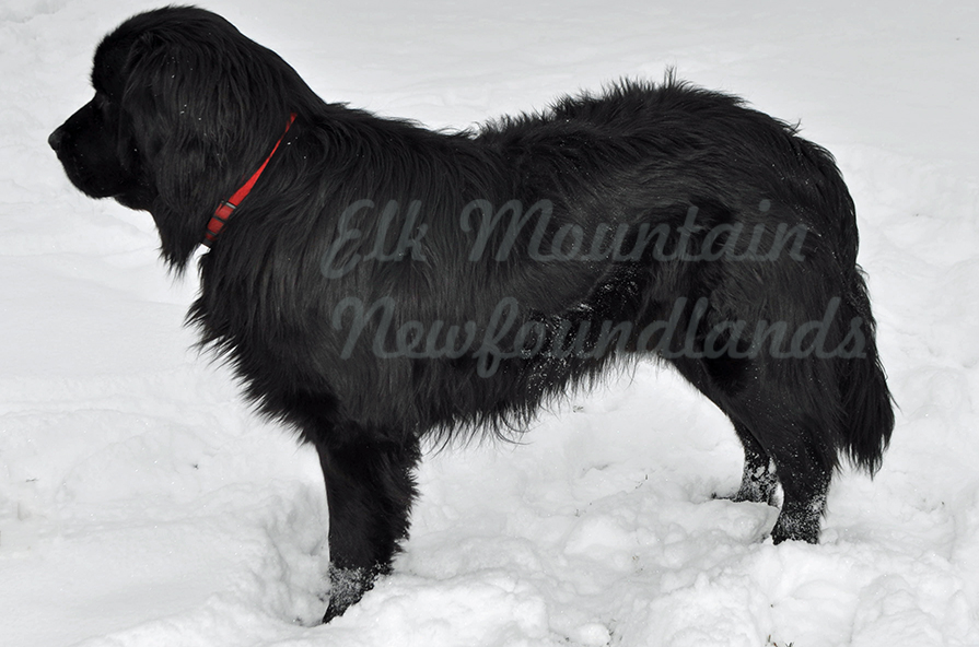 Photo: Newfoundland Zeb pic 8